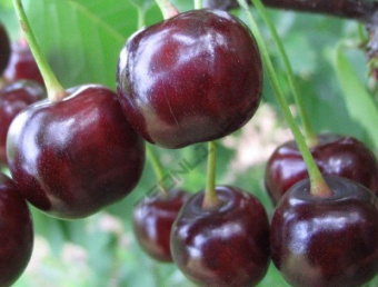 Вишня Факел (дюк)/С