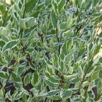 Дерен белый Айвори Хало/ЦКор