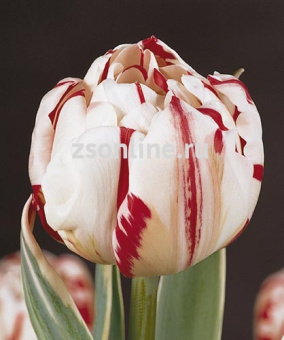 Изображение загружено обработкой по данным файла Excel