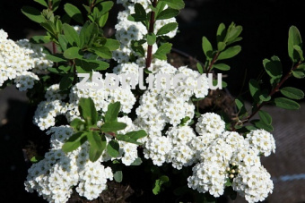 Изображение загружено обработкой по данным файла Excel