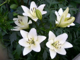 Лилия ЛА-Гибрид Эрколано