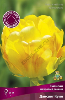 Тюльпан Махровый ранний Дансинг Куин 12+/К 5шт