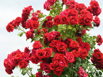 Роза плетистая Симпати (С3,5) (красный)
