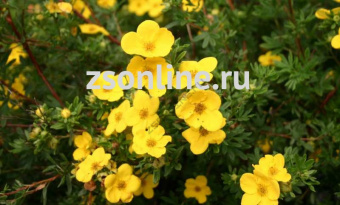 Изображение загружено обработкой по данным файла Excel