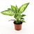 Диффенбахия D12см H35см Я**