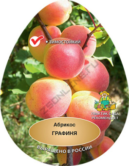 Абрикос Графиня 2-х лет/С
