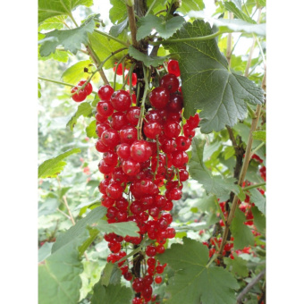 smorodina-krasnaya-marmeladnica-4-1000x1000