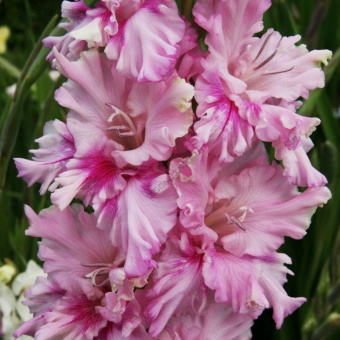 Гладиолус Ва-Банк