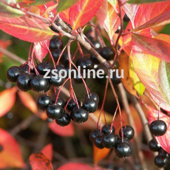 Изображение загружено обработкой по данным файла Excel