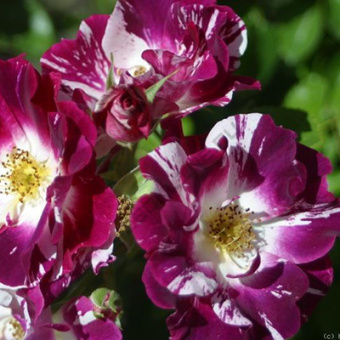 Роза плетистая (клаймбер) Перпл Сплэш