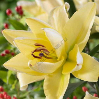 Лилия Восточная махровая Фифти Фифти