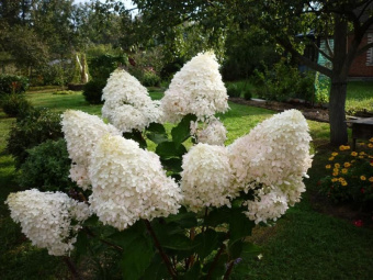 fantom_e6db26a5ecab8bd430a5a2358af8bac9