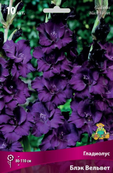 Гладиолус Блэк Вельвет 10шт