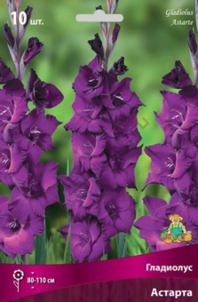 Гладиолус Астарта, 10 шт