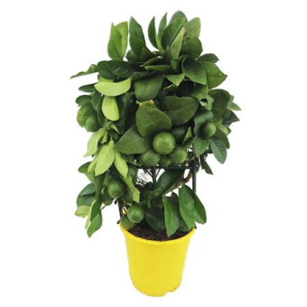 Цитрофортунелла Лимон на решетке D19см H60см