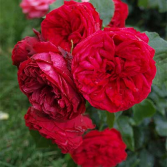 Роза чайно-гибридная Пиано/ЦКор