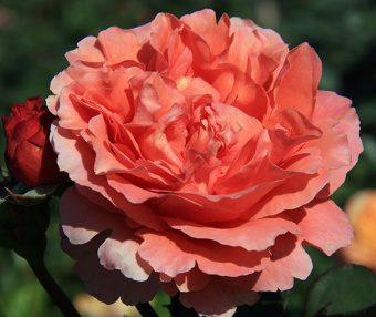 Роза чайно-гибридная Этруска