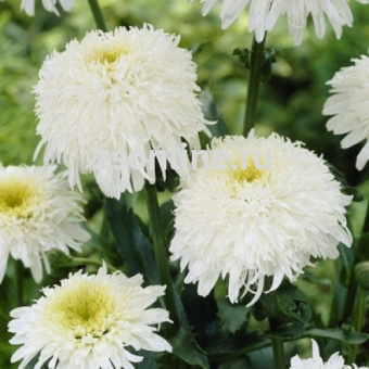 Изображение загружено обработкой по данным файла Excel