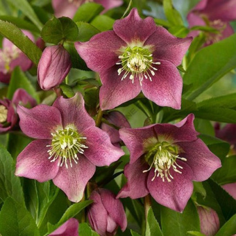 -восточный-Монтсегур-e1541929531617