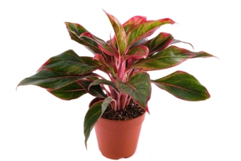 Аглаонема d15 h35 см