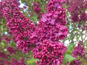 lilac-945362_1280