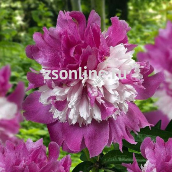 Изображение загружено обработкой по данным файла Excel