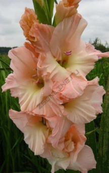 Гладиолус Богиня Любви