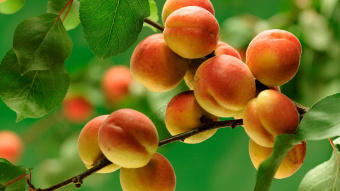 Абрикос Краснощекий/ЦКор