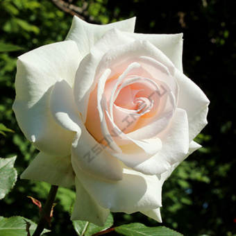 Роза плетистая Шванензее/ЦКор