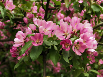 1623336014_11-p-foto-rasteniya-yablonya-dekorativnaya-mako-12