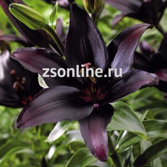 Изображение загружено обработкой по данным файла Excel