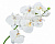 Искусственное растение Фаленопсис белый 74 см