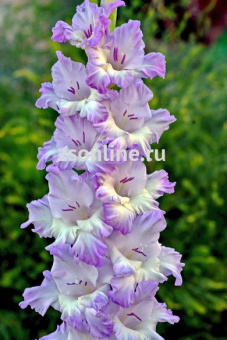 Изображение загружено обработкой по данным файла Excel