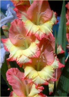 Гладиолус Денди