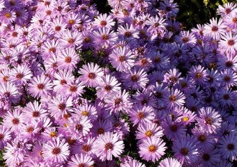 Астра кустарниковая в асс. С3