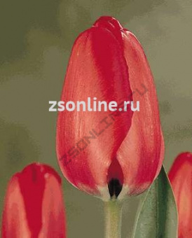 Тюльпан Red Impression, 10 шт