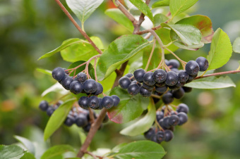 Арония черноплодная Aronia melanocarpa (60-80 см, 5л)
