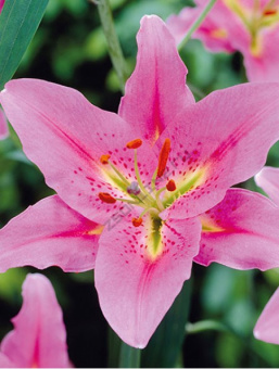 Лилия Восточная Медуза