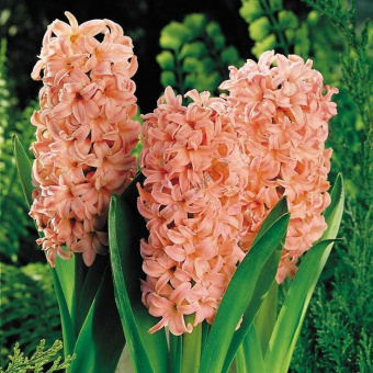 Гиацинт Gipsy Queen (3 шт) Cap.