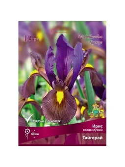 Ирис голландский Тайгерай 6-7/К 10шт