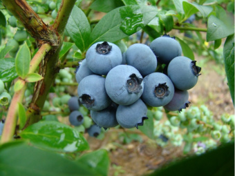 resize-800-600-UT-00013100