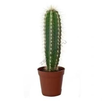 Кактус D5-8см H12-15 см