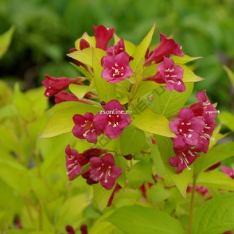 Изображение загружено обработкой по данным файла Excel