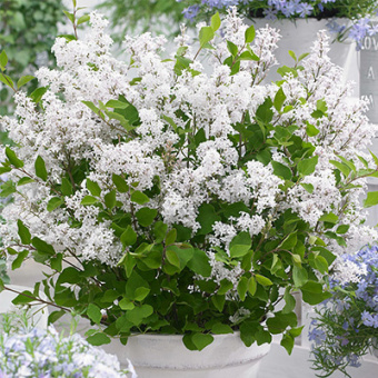 Сирень Мейера Флауэрфест Вайт (С2)