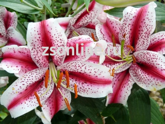 Изображение загружено обработкой по данным файла Excel