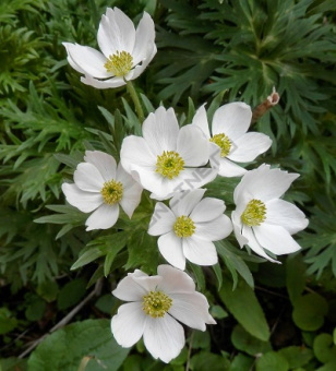 Ветреница (анемона) лесная C1,5