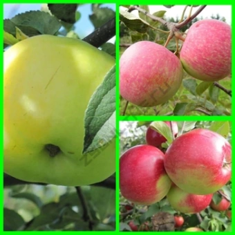 Дерево-сад Яблоня/3 сорта/Уэлси х Антоновка обыкновенная х Лигол/подвой 54-118 полукарл//С