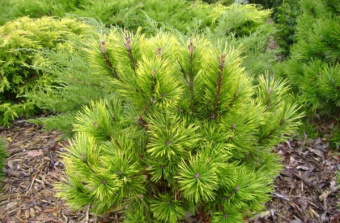 Сосна горная микс, в горшке 1л