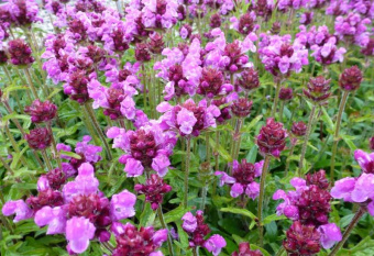 Черноголовка крупноцветковая, Prunella grandiflora Gruss aus Isernhagen