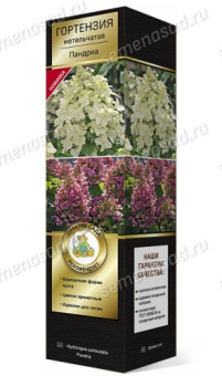 Гортензия метельчатая Пандриа/ЦКорЛюкс
